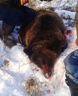 Валерий Шилов